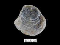 藏品(雲母蛤)的圖片